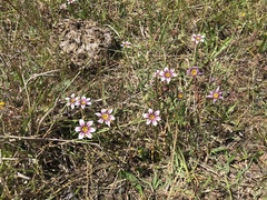 Sisyrinchium