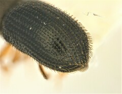 Hypothenemus seriatus