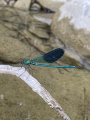Calopteryx splendens caprai