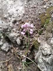 Allium rubens