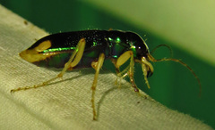 Tetracha carolina