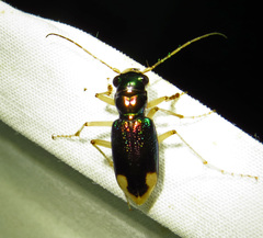 Tetracha carolina