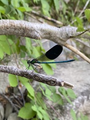 Calopteryx splendens caprai