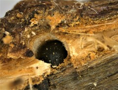 Hypothenemus seriatus