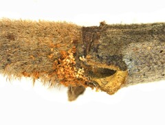 Hypothenemus seriatus