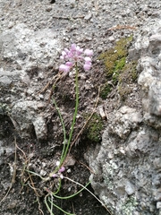 Allium rubens