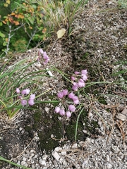 Allium rubens