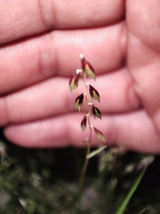 Bouteloua diversispicula