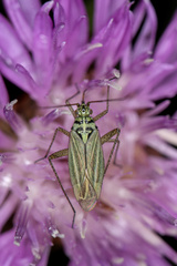 Oncotylus viridiflavus