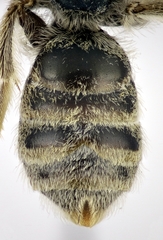 Halictus vestitus