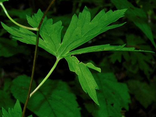 Image of Aconitum uncinatum by (c) Michael J. Papay, some rights reserved (CC BY)
