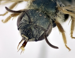 Halictus vestitus