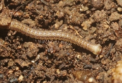 Cambalidae