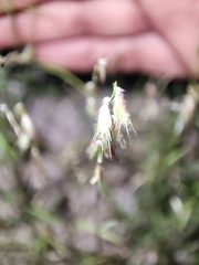 Bouteloua diversispicula