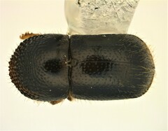 Xylosandrus compactus