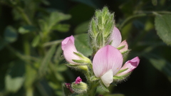 Ononis arvensis