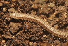 Cambalidae