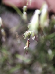 Bouteloua diversispicula