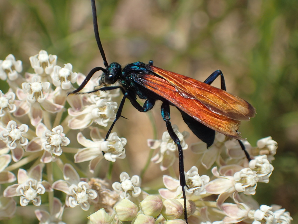 Thisbe's Tarantula-hawk Wasp (Complete yat-svome ecosystem ) ·  iNaturalist
