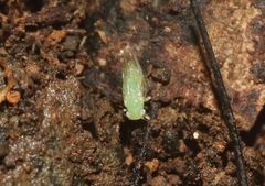 Heteropsylla