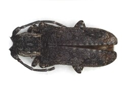 Hecyromorpha plagicollis