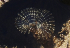 Acromegalomma interruptum