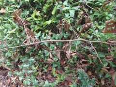 Xylosandrus compactus