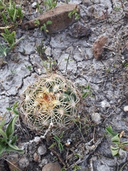Coryphantha radians