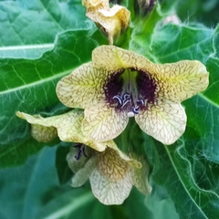 Hyoscyamus niger