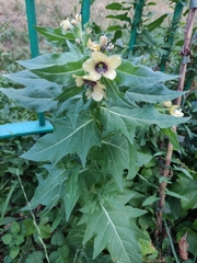 Hyoscyamus niger