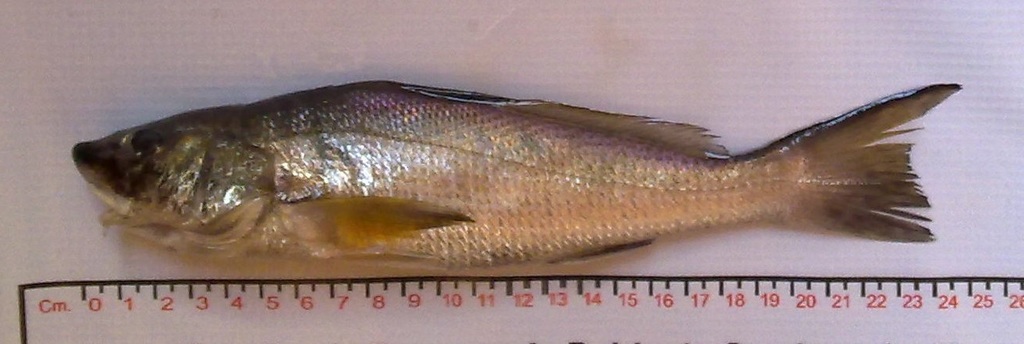 Slender Kingfish