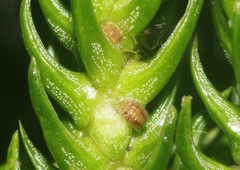 Eriococcus araucariae