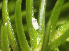 Eriococcus araucariae