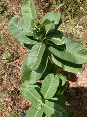 Asclepias syriaca