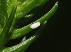 Eriococcus araucariae