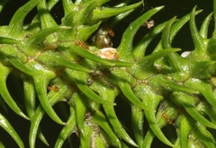 Plagiolepis alluaudi