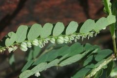 Phyllanthus leucanthus