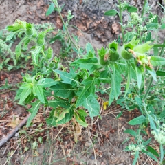 Hyoscyamus niger