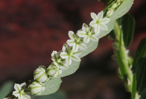 Phyllanthus leucanthus