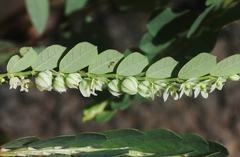 Phyllanthus leucanthus