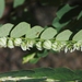 Phyllanthus leucanthus - Photo (c) James Bailey, alguns direitos reservados (CC BY-NC), uploaded by James Bailey
