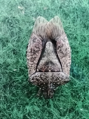 Halyomorpha halys