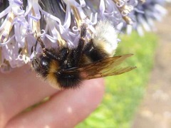 Bombus vestalis