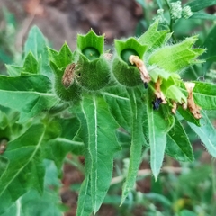 Hyoscyamus niger