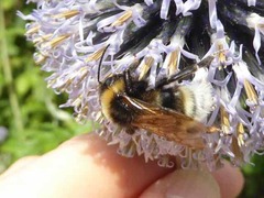 Bombus vestalis