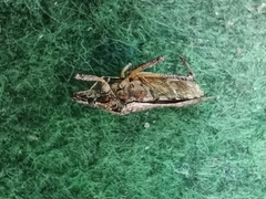 Halyomorpha halys