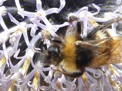 Bombus vestalis