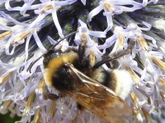 Bombus vestalis