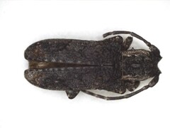 Hecyromorpha plagicollis