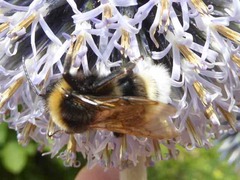 Bombus vestalis